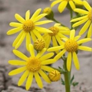 Meet your Posher, Estrella